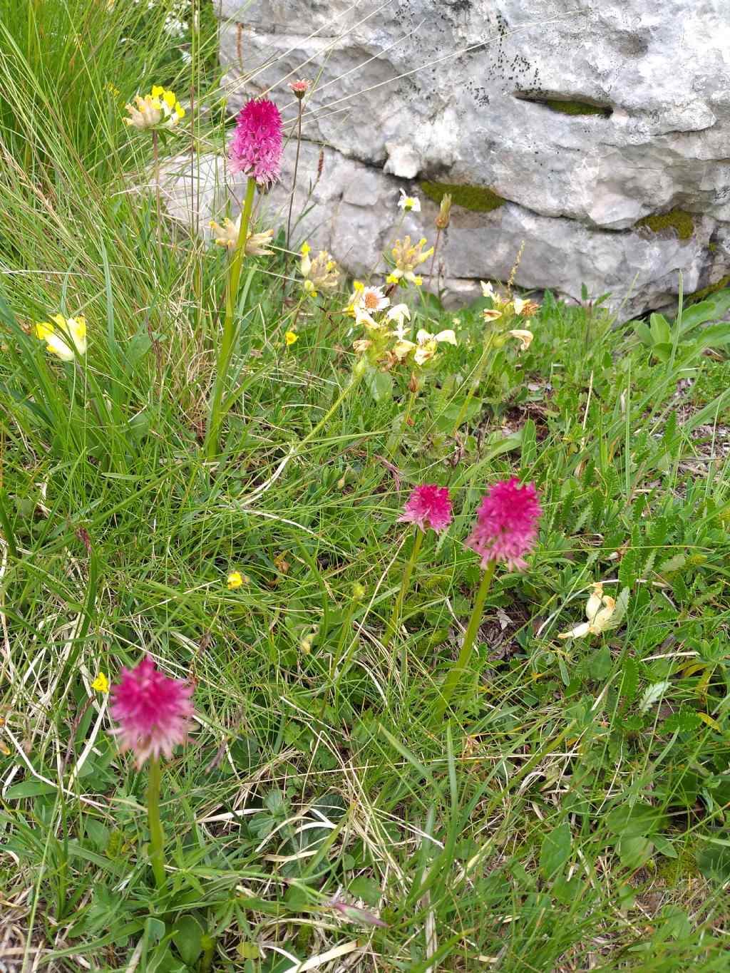 Nigritella rubra
